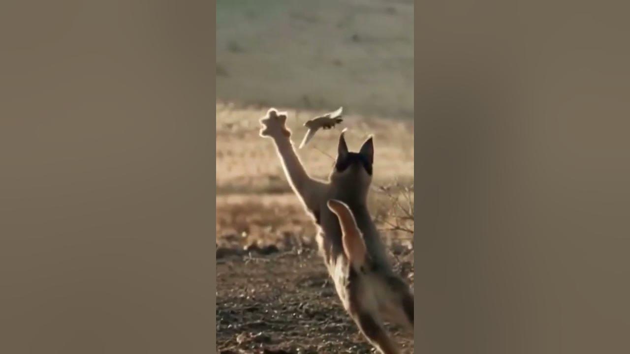 Caracal attacks bird#shorts - YouTube
