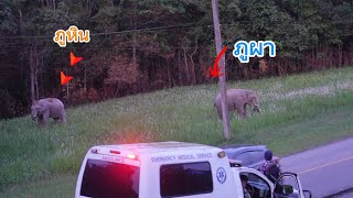 Ep.720 ภูผา&ภูหิน เดินเดี่ยวในวัยรุ่น#ช้าง #เขาใหญ่ #elephant #nature #สัตว์โลกน่ารัก 
