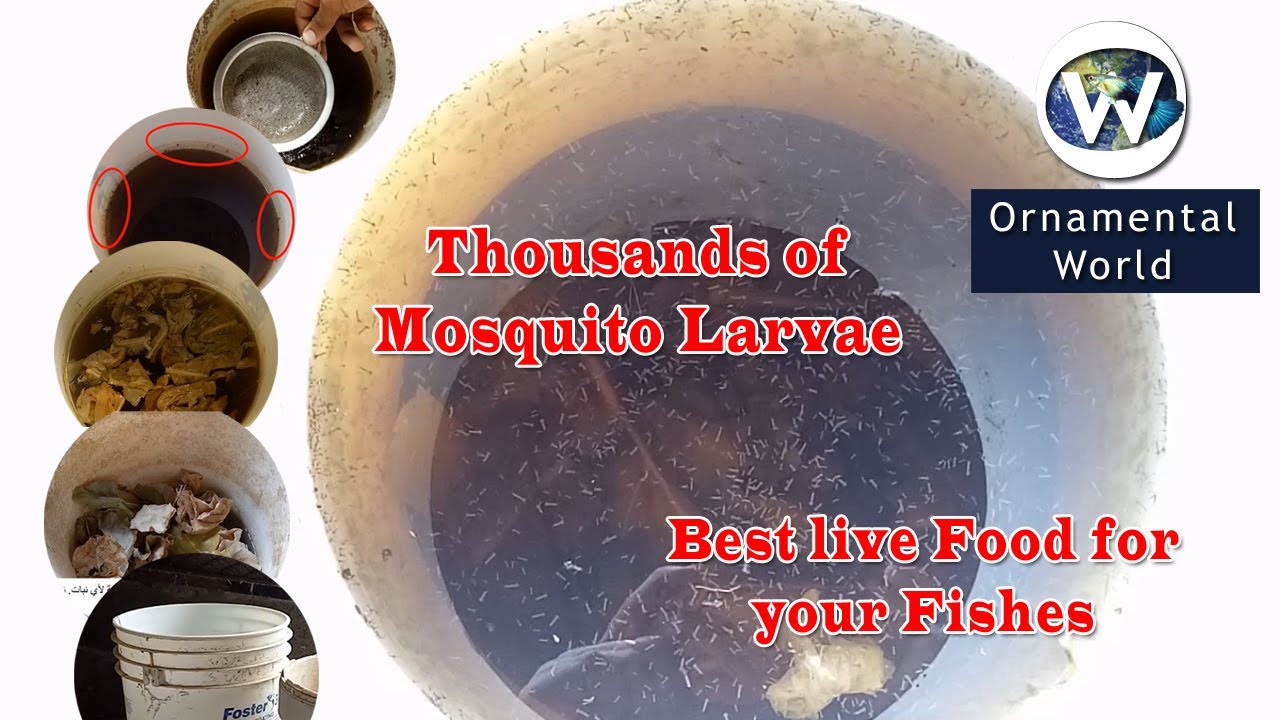 Mosquito Larvae Harvesting And Feeding Best Live Fish Food يرقات