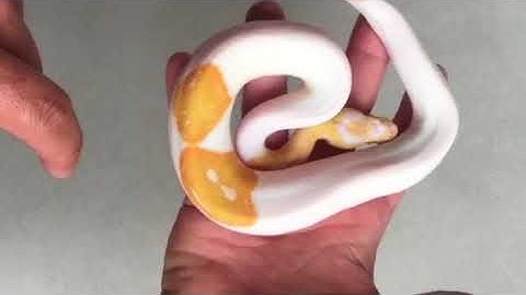 Albino Pied unboxing