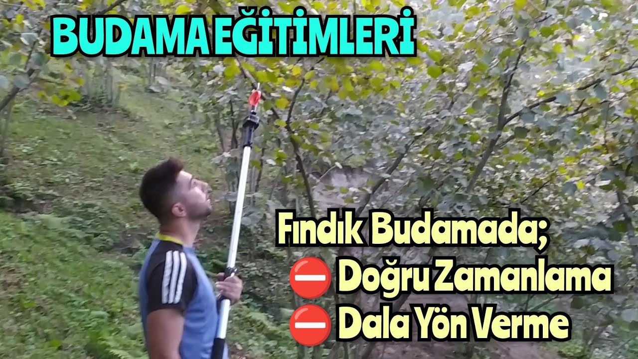 BUDAMA EĞİTİMLERİ; Fındıkta Doğru Budama Zamanı | BUDAMANIN VERİME ETKİSİ #MehmetHasanAkar