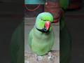 #mummy ek gilas Pani de do #funny #funnyanimal #funnyparrot #talkingparot #funnyvideo #viralreels...