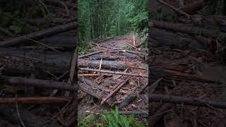 HJ Andrews Experimental Forest Debris Flow #2 [FSR 1506] - Video Panorama