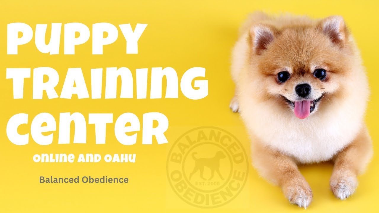 Balanced Obedience Dog and Puppy training specializes in Service Dogs