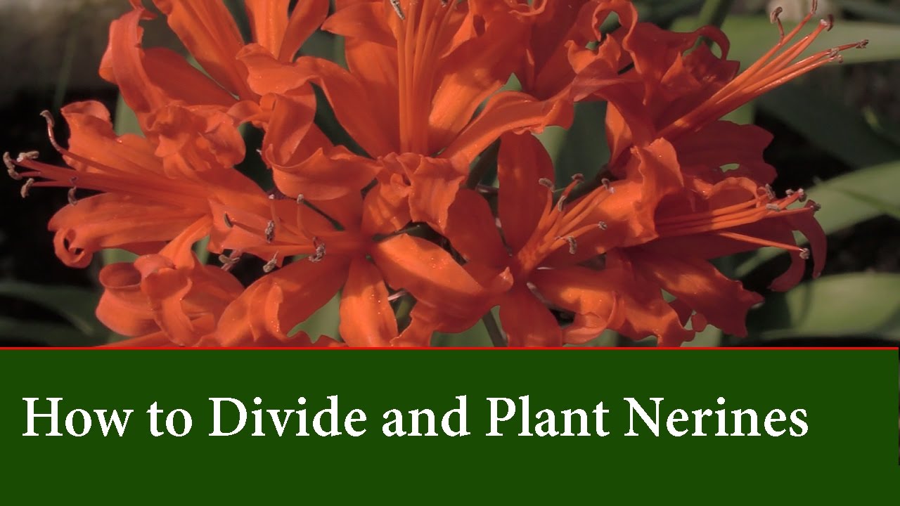 How to Grow and Divide Nerines - Varieties and Flower ...