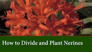 How to Grow and Divide Nerines - Varieties and Flower Colours.