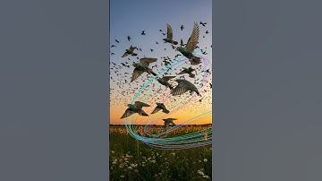 Optimization Algorithms in Nature: How bees, birds, and bacteria solve NP-hard problems.