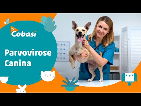 Parvovirose canina