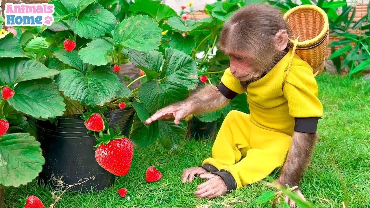 Monkey Blowing Raspberry BiBi monkey goes to pick strawberries for Amee - YouTube