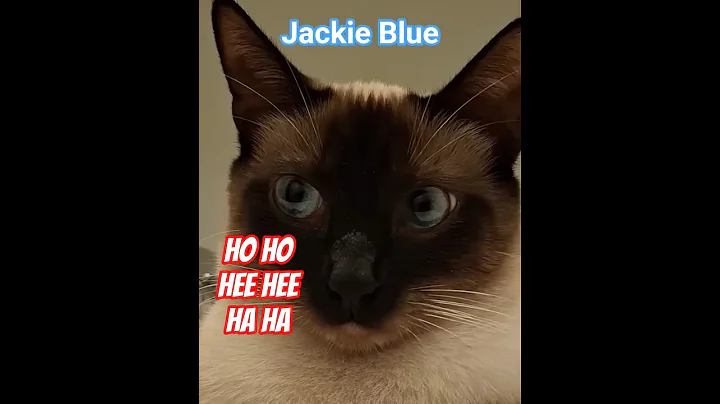 Watch the video about HIDE! They're coming to take you away! 😱 #cat #kitten #kitty #dailyshorts #shorts #cute #pets