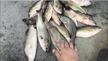 Câu cá chẽm hồ dịch vụ. Giật đã tay. Mạnh râu fishing