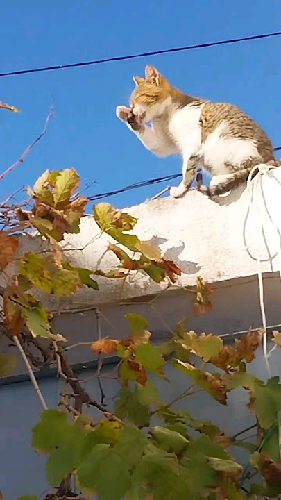 beautiful cats#youtubeshorts #cat #rescuedandloved #cute #pop #music