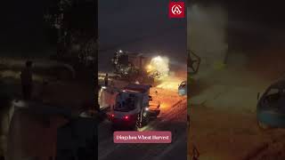 Dingzhou Wheat Harvest
