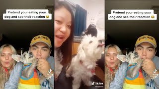 Pretend To Eat Your Dog And See Their Reactions Latest Tik Tok Compilation