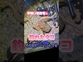 釣れたタコエサにしたらまた…#ヘビさんのアウトドア日誌