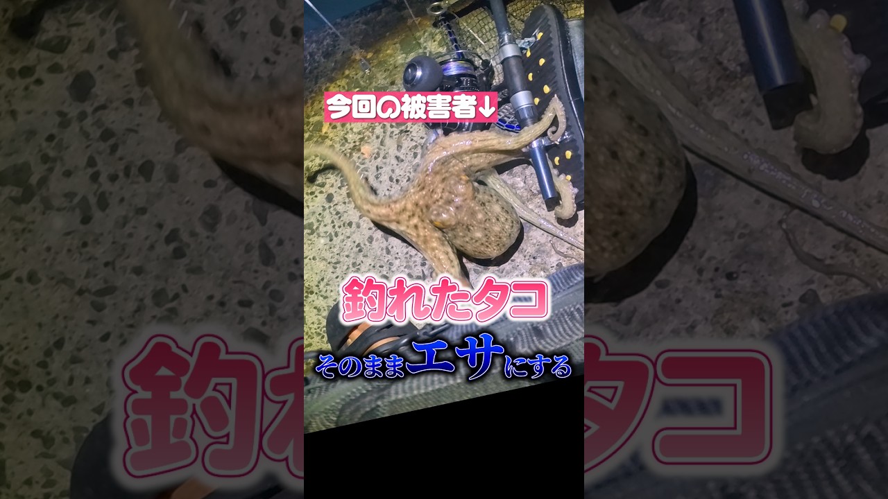 釣れたタコエサにしたらまた…#ヘビさんのアウトドア日誌