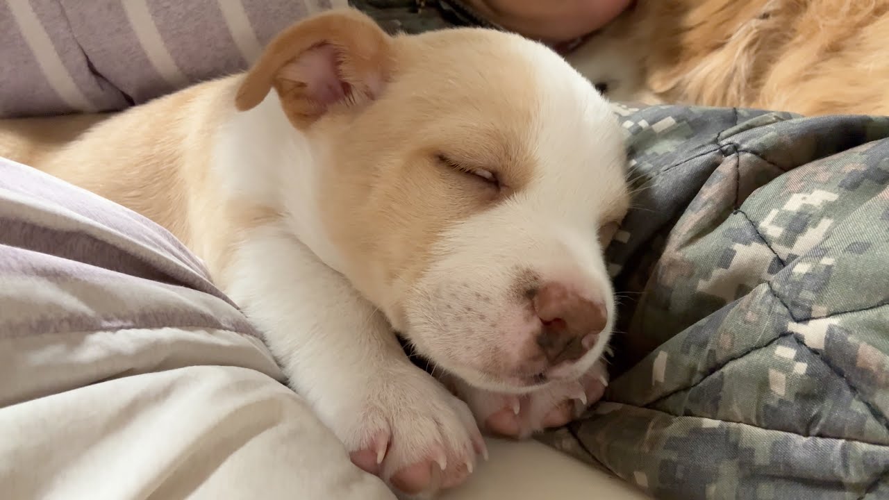 태어나서 처음으로 인간이랑 같이 자는 새끼 강아지