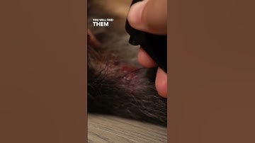 How to Treat Your Dog