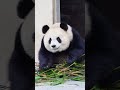 Meet #panda YuAi: The Fluffy #cutePanda That Instantly Boosts Your Mood#funnyvideo #fyp