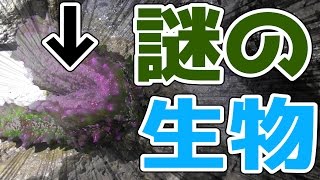 【謎の生物】幻の古代魚ターポン捕獲せよ【2話】