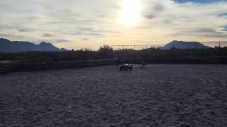 2017 Aqha Ash Arena Play Date 4Sale