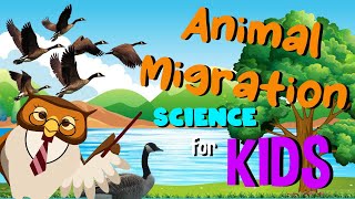 Animal Migration | Science for Kids