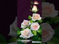 لمحبي الورد اجمل ورد بلدي ابيض ممكن تشوفوه