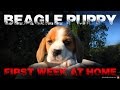 Beagle Puppy First Week at Home