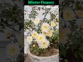 Winter Flowers In Terrace Garden🕺 | Merigold &amp; Guldaudi❤️ #shorts