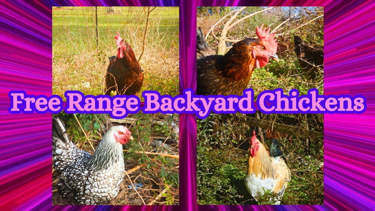Image showcasing Free Range Backyard Chickens Slideshow - YouTube