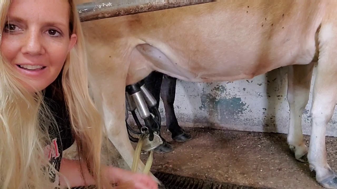 Quick how to milk a cow. 