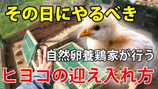 ヒヨコ導入時に必須でやるべきこと！育雛箱へ移すその前に！【自然卵養鶏法】