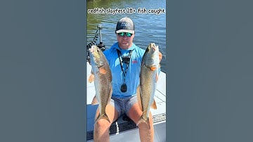 Fish after fish! How to catch redfish video is live!! Check it out! #saltwater #snook #redfish