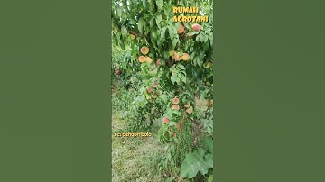 Begini Suburnya Buah-buahan di Eropa
