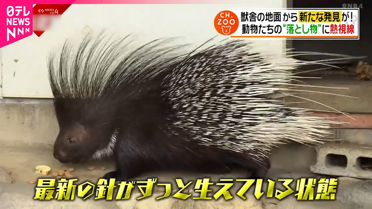 発見】針のような毛＆カラフルな羽根！動物たちの