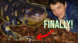 The Eastern Tiger Salamander: Everything You Need To Know!
