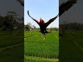 Ayam jago bisa terbang #ai #fyp