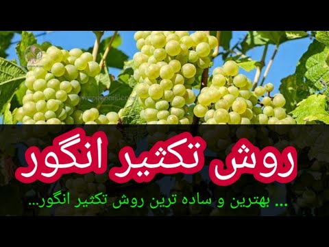 تصویری: انگورت سیاه: تکثیر با قلمه