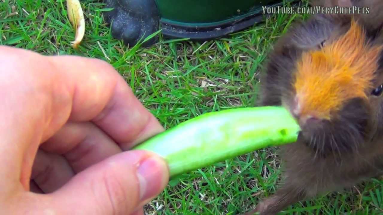 Guinea Pigs Eating Cucumber ♥ ♥ ♥ YouTube