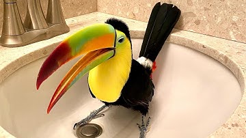 This Rescued Toucan Became the Most Curious Bird Ever