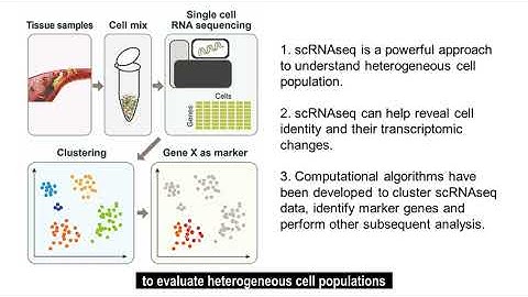 Single Cell RNA-Sequencing for the Study of Atherosclerosis