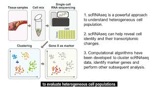 Single Cell RNA-Sequencing for the Study of Atherosclerosis