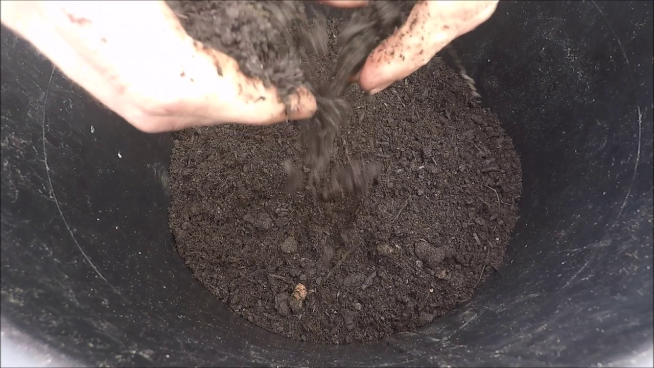 How I plant my container grown potatoes - (31) - 10.06.2017