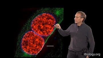 Microscopy: Super-Resolution: Structured Illumination Microscopy (SIM) (David Agard)
