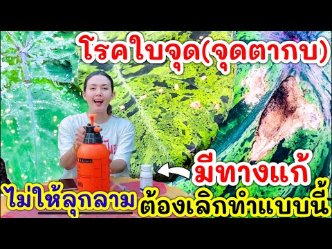 วีดีโอ: ก้านลวดของพืชโคล: วิธีจัดการพืชโคลด้วยโรคก้านลวด