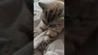 Yoğurma Hareketinin Gizli Anlamı Ne? 😺