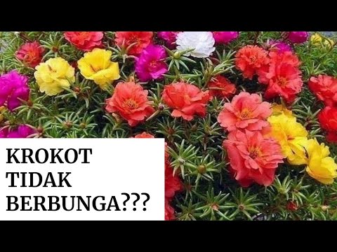 TIPS MERAWAT BUNGA KROKOT AGAR BERBUNGA LEBAT