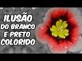 Olhos que enganam: veja cores no preto e branco (ILUSÃO)