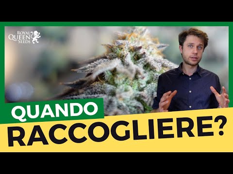 Video: È Tempo Di Raccogliere E Iniziare