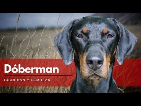 Vídeo: Com Cuidar Un Doberman